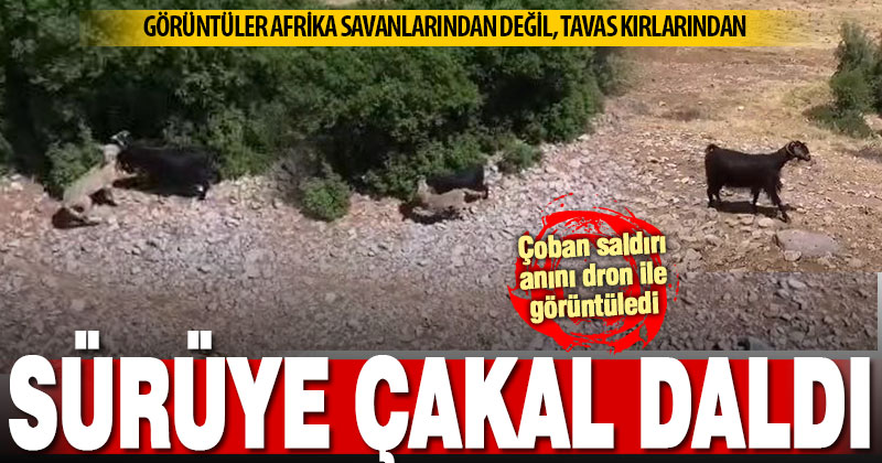 Tavaslı çoban sürüye dalan çakalı dron ile görüntüledi Keçisini