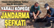 Yaralı köpeğe jandarma şefkati