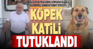 Sahipli bir köpeği tüfekle vurduğu ileri sürülen kişi tutuklandı